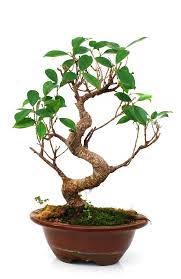Determine which branches should be pruned. How To Grow Bonsai Trees From Cuttings Bonsai Tree Gardener