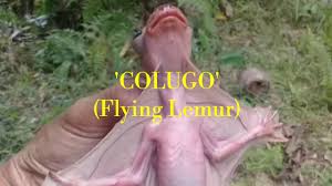 The first thing you should know about colugo's stroller is that it's a compact stroller. Colugo Youtube