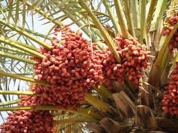 Deciduous, citrus, avocado, nuts, grapes, berries, and more for over 20 years now, our dedicated family has grown and planted southern california's most popular and rare fruit trees, flowering, fragrant, privacy, persian and mediterranean plants. Date Fruit Iranian Dried Fruits And Nuts Supplier Producer