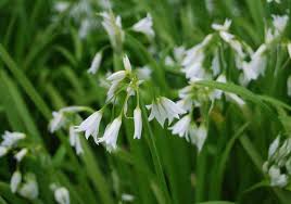 Check spelling or type a new query. Onion Weed Pod Easy Edible Gardening