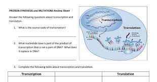 Protein Synthesis Practice Pdf Protein Synthesis Transcription And Translation Synthesis
