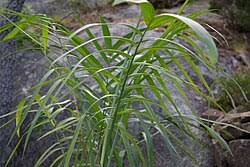 Image result for Chamaedorea radicalis