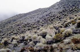 Current price per issue is $3.99. Biogeography Of Endemic Vascular Plants Overview Springerlink