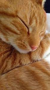 Pin By Charlotte B On Cat Katzen Orange Tabby Cats Cute Cats Pretty Cats