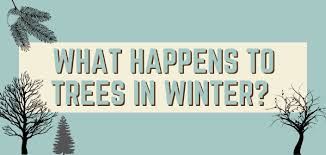 Their leaves, often called because of this, they are often called evergreens. both types of trees are adapted to the leaves of a tree are where photosynthesis takes place. Winter Dormancy In Trees Treescharlotte