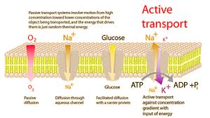 Active Transport Across Cell Membranes Cell Membrane Cell Processes Plasma Membrane