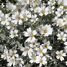 They require low maintenance and little water. Cerastium Snow In Summer Growing Alpines And Rock Plants