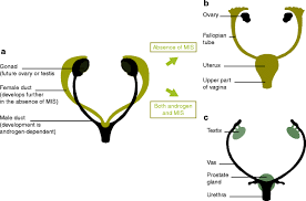 Ais results when the function of the androgen receptor (ar) is impaired. Complete Androgen Insensitivity Syndrome A Guide For Parents And Patients Springerlink