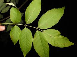 Image result for Fraxinus americana