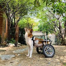 Sep 22, 2012 · the state's government lays out the subsidy rates on their website (one interesting thing is that fosters are given $50 to help pay for a birthday gift and $100 for holiday gifts for each foster child each year). Paid Allowance For Dog Lovers Welcome At An Animal Rescue In Bangkok Thailand