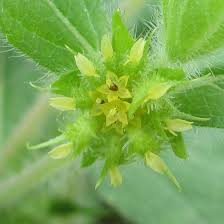 Image result for Acanthospermum hispidum