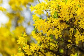 How To Grow Forsythia From Plant Cuttings Plant Cuttings Shrubs For Landscaping Garden Shrubs
