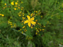Plant Class: St. John's Wort