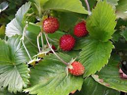 Fraise Des Bois Sauvage En Pot Fruit Aromatiques Fraises Des Bois Fraise Fruit