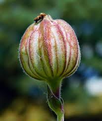 Image result for Silene kiwuensis