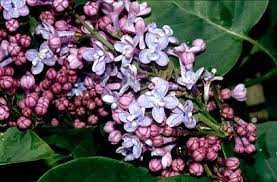 Syringa Vulgaris Firmament Syringa Vulgaris Syringa Rhs Flower Show
