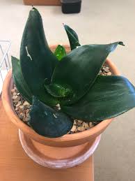 We did not find results for: Only Been Growing Stuff Since May Bought This Sansevieria Black Dragon Online About 5 Months Ago And I Can T Tell If It S Done Anything In All That Time The Pot Looks Dusty