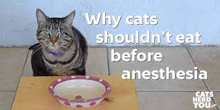 Why Cats Shouldn T Eat Before Anesthesia Cats Herd You Anesthesia Cats Cat Safety