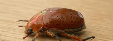 They typically have elytra that are dark or light bro. Christmas Beetles Sustainable Gardening Australia