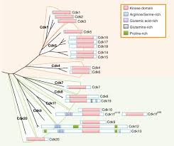 We did not find results for: Cyclin Dependent Kinases Genome Biology Full Text