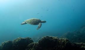 Image result for Inhambanella