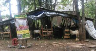 Check spelling or type a new query. Kandang Penggemukan Kambing Aqiqah Amr Semarang
