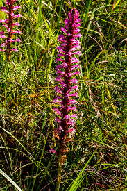 Image result for Satyrium macrophyllum