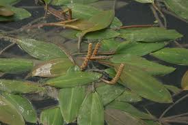 Image result for Potamogeton nodosus