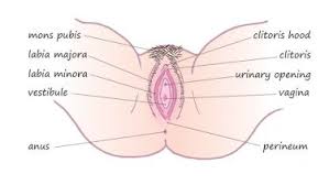 Find more on the female reproductive organs, the menstrual cycle, and more. Vulva Vaginal Irritation Jean Hailes