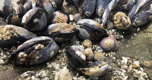 Image result for Amnesic Shellfish Poisoning