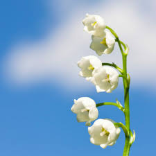 En effet le muguet du mois de mai est un porte bonheur que lon offre a ceux que lon aime. Comment Envoyer Un Brin De Muguet Virtuel Pour Le 1er Mai Femme Actuelle Le Mag