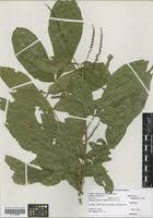 Image result for Allophylus ferrugineus