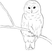 394213 Cute Owl Coloring Pages Viewing Gallery For Barn Owl Coloring Jpg 894 894 Owls Drawing Cute Owl Drawing Owl Artwork