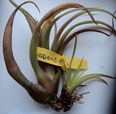 During veg stage plant was getting ph'd water and a mixture of grow big and big bloom. Air Plant Turning Brown Black Or Has Spots Causes Tips Terrarium Planting Guide