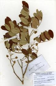 Image result for Bobgunnia madagascariensis