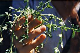 Image result for Glinus