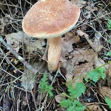 Image result for Xanthoconium separans