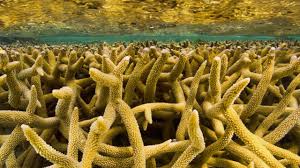 The great barrier reef foundation extends its deepest respect and recognition to all traditional owners of the great barrier reef as first nations peoples holding the hopes, dreams, traditions and. The Great Barrier Reef Has Had Five Near Death Experiences In The Past 30 000 Years Science Aaas