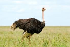 Serengeti National Park Birding Tanzania Serengeti National Park December 31 2010 Pet Birds Ostrich Hd Backgrounds