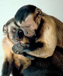 Capucin A Houppe Noire Aide Simienne Wikipedia Animales Primates Animaux Beaux See 520 unbiased reviews of lion noir, rated 4 of 5 on tripadvisor and ranked #594 of 4,334 restaurants in amsterdam. pinterest