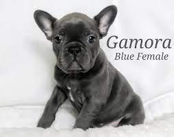 We have males and females. Gamora A Female French Bulldog Akc Puppy Born In Lone Tree Colorado Find Cute French Bulldog French Bulldog Breeders French Bulldog Puppies French Bulldog