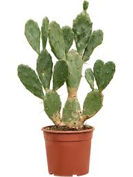 Image result for Opuntia