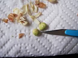 Learn how to grow orange tree from seeds with our easy video tutorial that shows you how. Growing Citrus Trees From Grocery Store Fruit Chriscondello