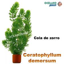 Hay ciertas variedades que desarrollan raicillas dado que prefieren crecer arraigadas; Ceratophyllum Demersum O Cola De Zorro
