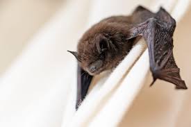 Romgirl801 on march 09, 2018: Bat In House How To Remove A Bat From Your Home Tips Who To Call