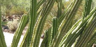 Saguaro cactus are plentiful within organ pipe cactus national monument. Baja Organ Pipe Cactus Pitaya Xoconostle Stenocereus Stellatus