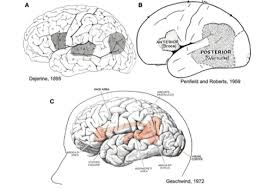 We Ve Been Wrong About Where The Brain Processes Language For 141 Years Motherboard Language Speech Language Pathology Speech And Language