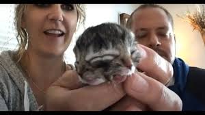 Looking for a kitten or cat in portland, oregon? Two Faced Kitten Born In Oregon Youtube