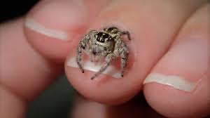 Maybe you would like to learn more about one of these? 8 Amazing Jumping Spiders Types You Can Get As Pets Exopetguides
