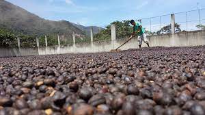 Natural Process Coffee Good For The World And Tasty For Us Higher Grounds Trading